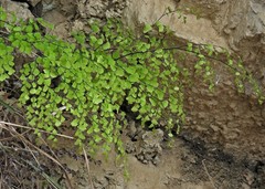 Adiantum lorentzii
