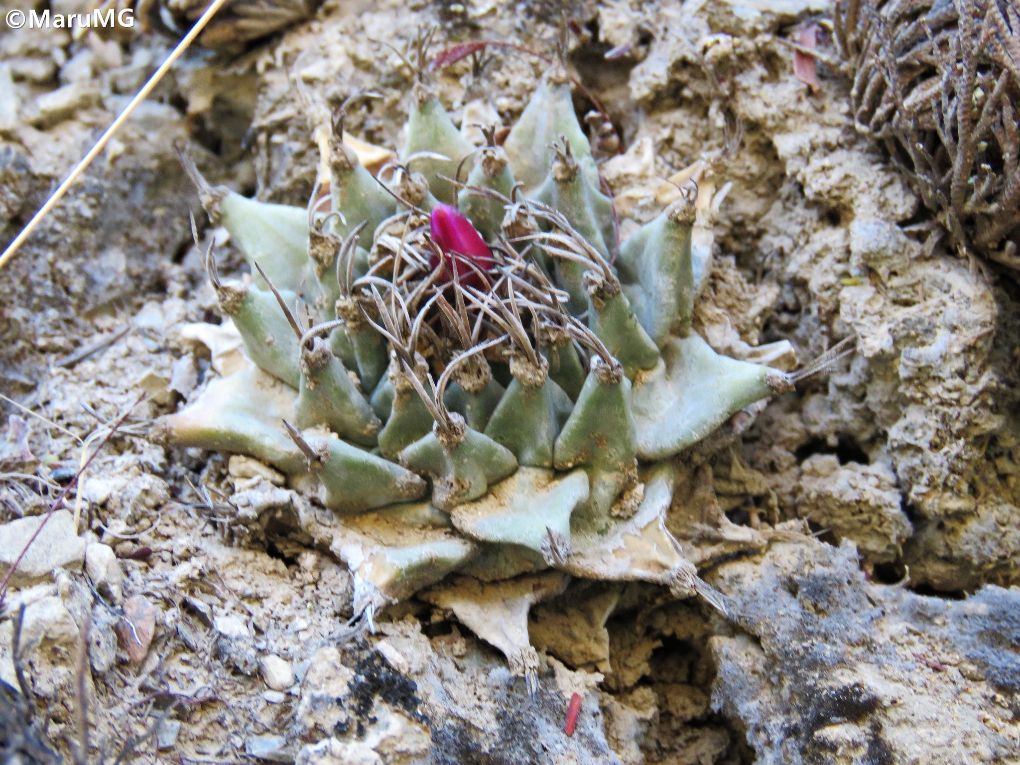 Turbinicarpus alonsoi