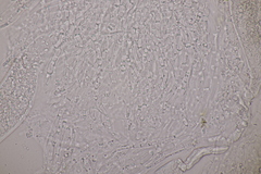 Splanchnonema ampullaceum