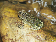 Rhinella veraguensis