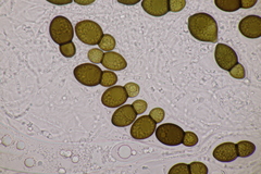 Splanchnonema ampullaceum