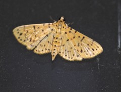 Conogethes punctiferalis