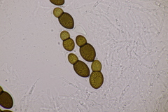 Splanchnonema ampullaceum