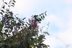 Bignonia