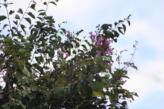 Bignonia