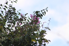 Bignonia
