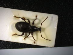 Otiorhynchus meridionalis