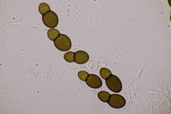 Splanchnonema ampullaceum