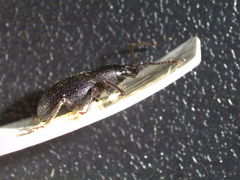 Otiorhynchus meridionalis