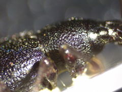 Otiorhynchus meridionalis