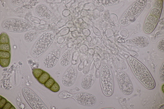 Splanchnonema platani