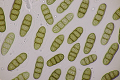 Splanchnonema platani