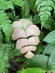 Adiantum macrophyllum