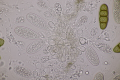 Splanchnonema platani