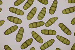 Splanchnonema platani