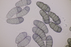 Hapalocystis