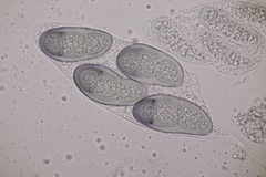 Hapalocystis