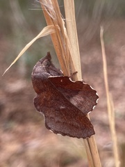 Phyllodesma occidentis