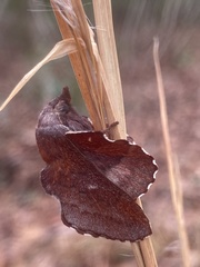 Phyllodesma occidentis