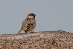 Passer domesticus