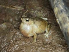 Rhinella castaneotica