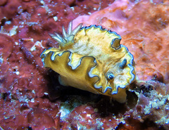 Doriprismatica paladentata
