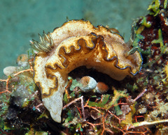 Doriprismatica paladentata