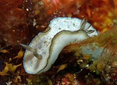 Doriprismatica paladentata
