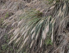 Cortaderia hieronymi