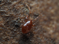 Pergamasus