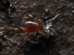 Pergamasus