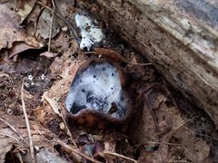 Hypomyces stephanomatis