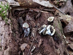 Hypomyces stephanomatis