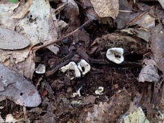 Hypomyces stephanomatis