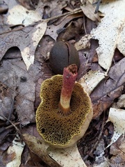 Xerocomellus truncatus