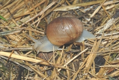 Helix melanostoma