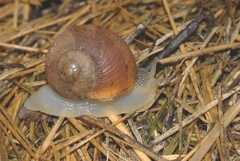 Helix melanostoma