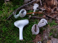 Hypomyces cervinus