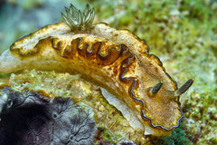 Doriprismatica paladentata