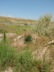 Yucca gloriosa tristis