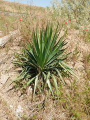 Yucca gloriosa tristis