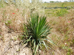 Yucca gloriosa tristis
