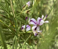 Carmichaelia torulosa