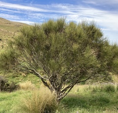 Carmichaelia torulosa
