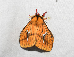 Cerodirphia nadiana