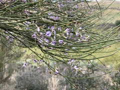 Carmichaelia torulosa