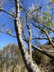 Carmichaelia torulosa