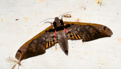 Adhemarius sexoculata