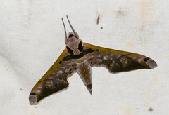 Adhemarius sexoculata