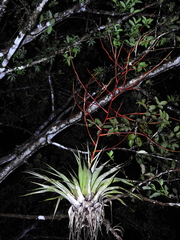 Tillandsia adpressiflora